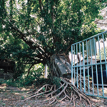 Strangler Fig