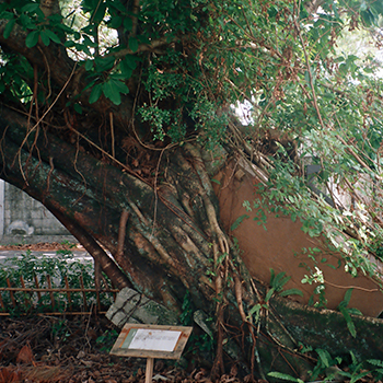 Strangler Fig