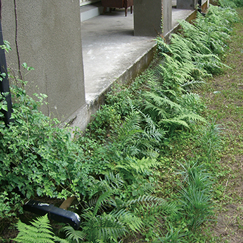 Wild Lilies and Ferns