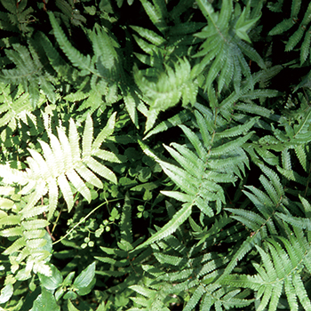 Wild Lilies and Ferns