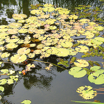 Eco-pond and Poetry Theater