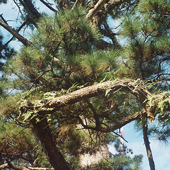 Old Pine Trees