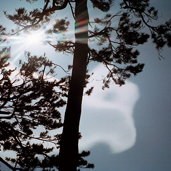 Old Pine Trees