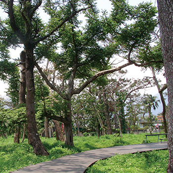 Old Pine Trees