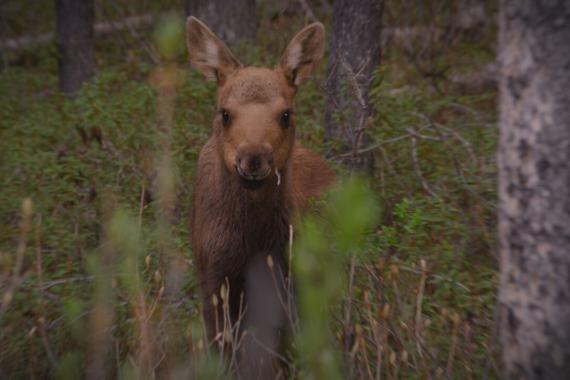 松園【iAnimal 講堂】第七屆野望影展：麋鹿初生一年 Moose: A Year in the Life of Twig Eater